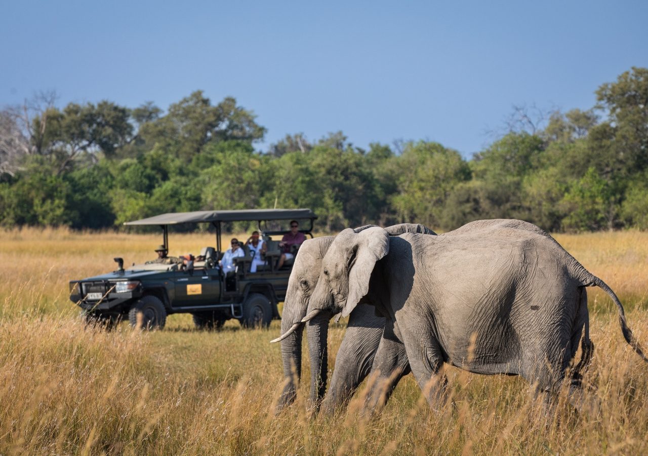 Game Drive Okavango Explorers Camp