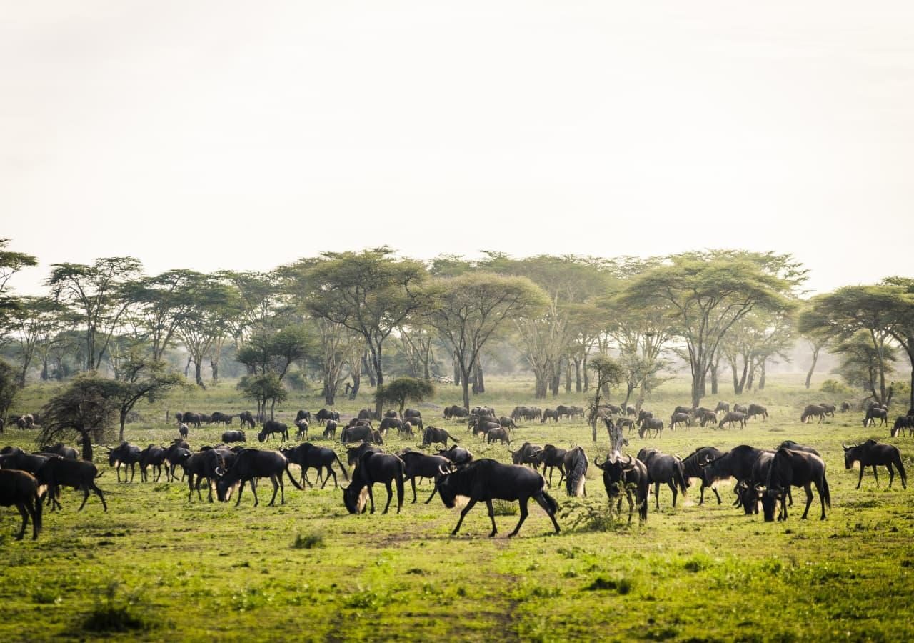 Great Migration herd on Kichakani game drive