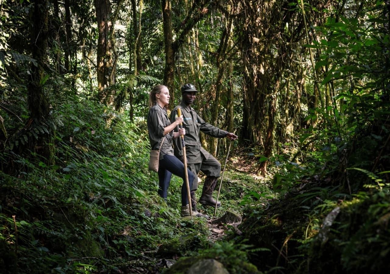 Guided rainforest trek with Sanctuary Gorilla Forest Camp