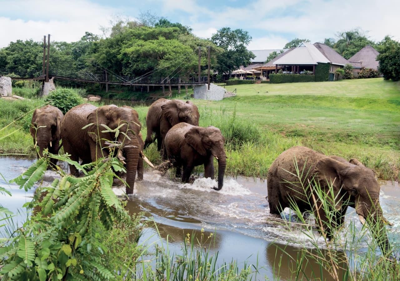 Hippo Hollow elephants on the estate