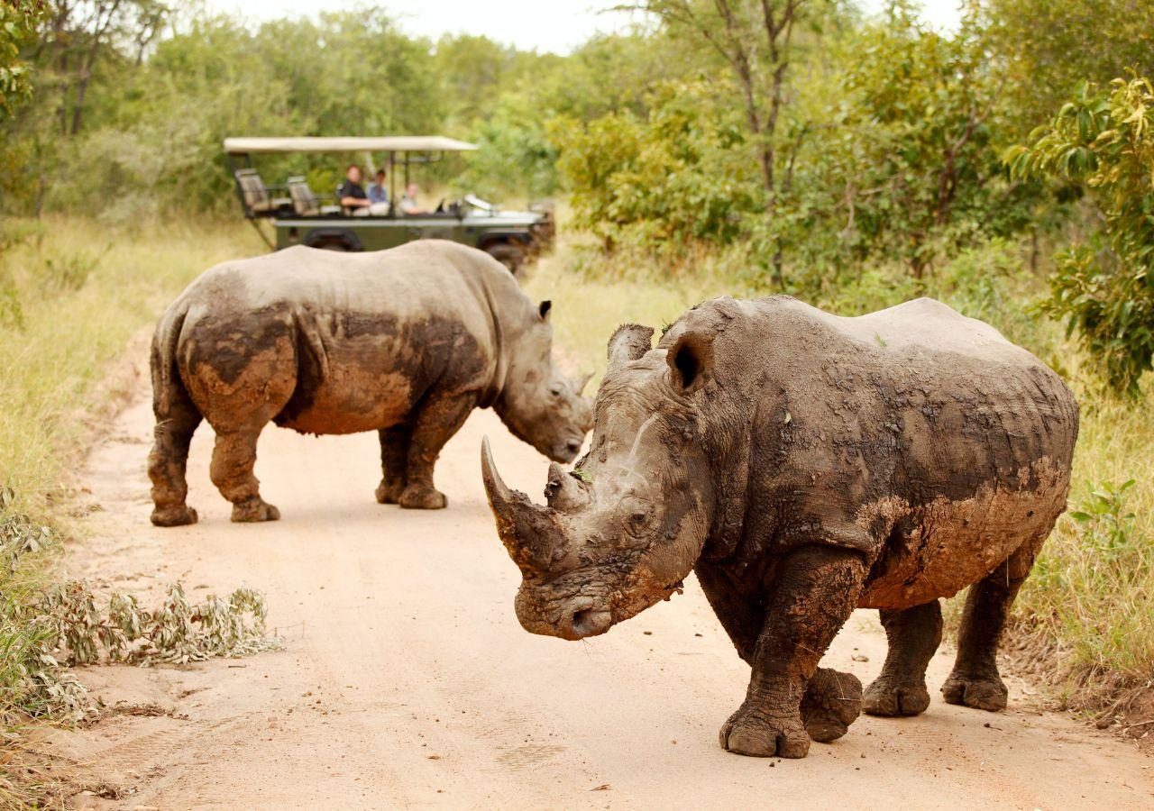 Jabulani Safari 4