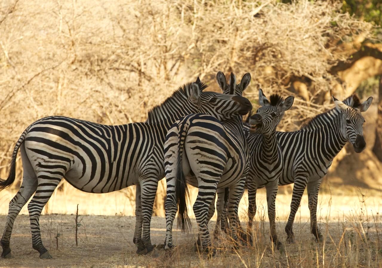 L Mana River Camp Spotting The Zebras On Safari