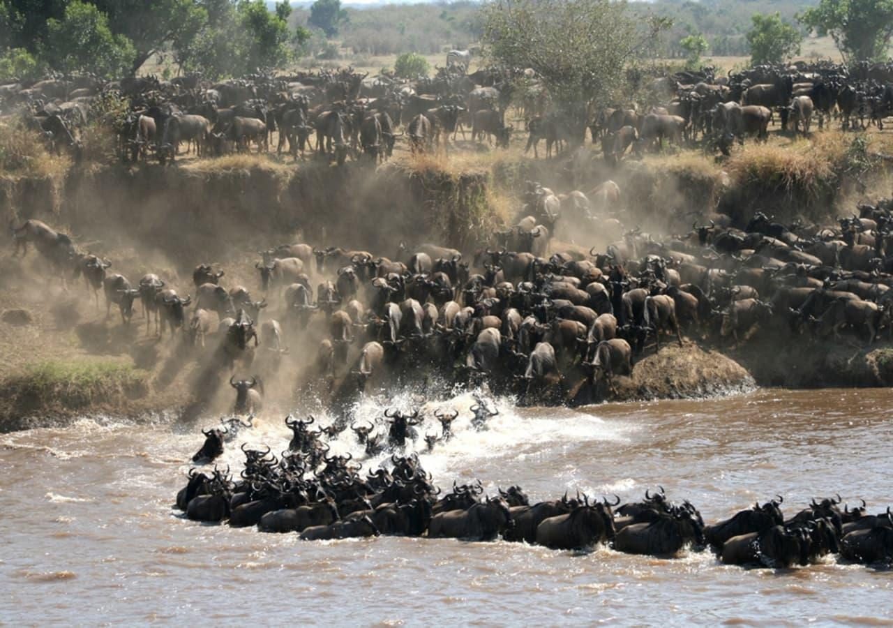 Lamai serengeti river cross migration