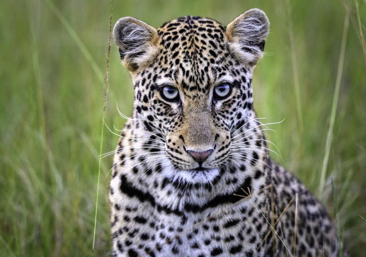 Magashi leopard cub