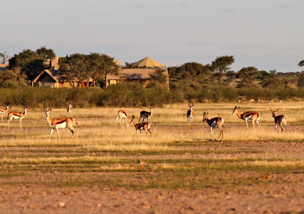 Main Lodge Suricate Tented Lodge