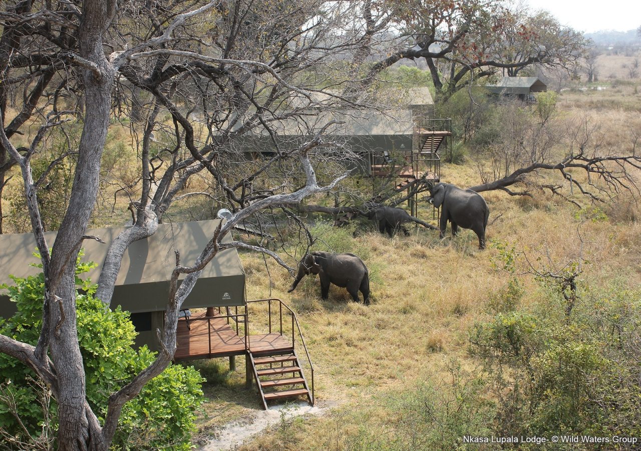 Nkasa Lupala Lodge Elephants