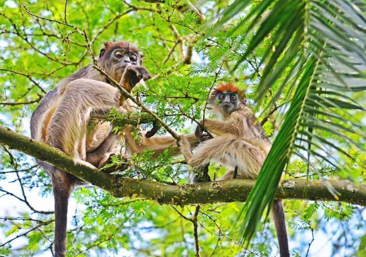 Primate Lodge wildlife