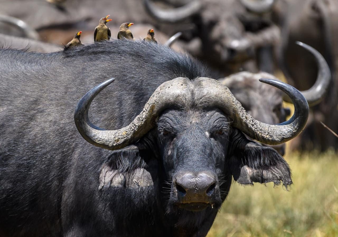 Qorokwe camp cape buffalo