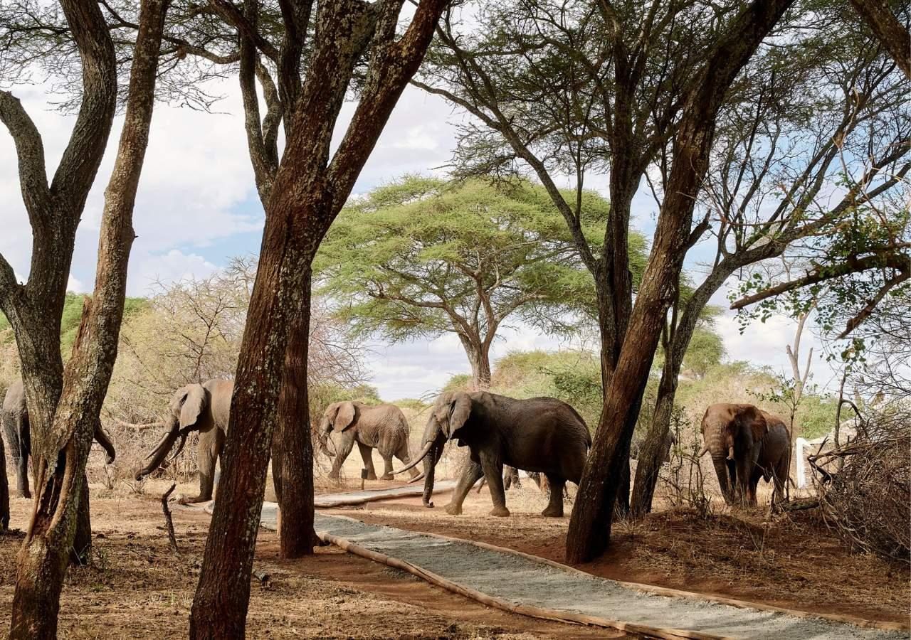 Sanctuary Swala 1280 elephants