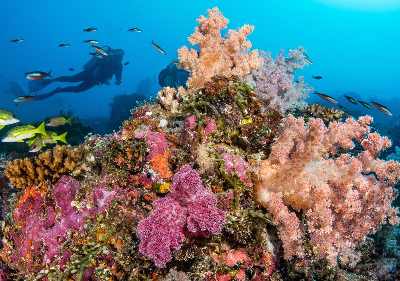 Scuba diving at Astove Atoll