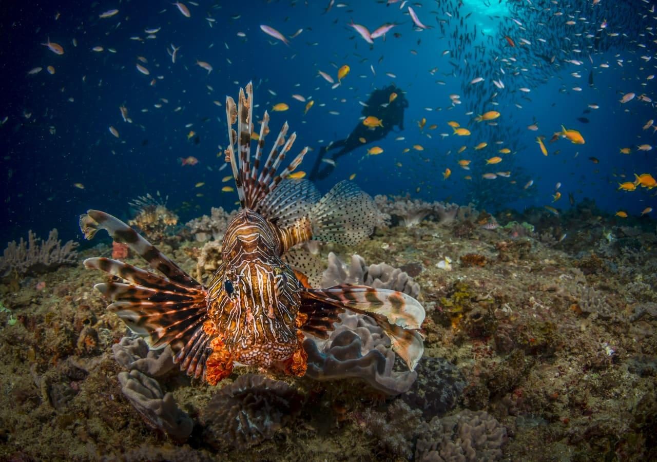 Scuba diving at White Pearl