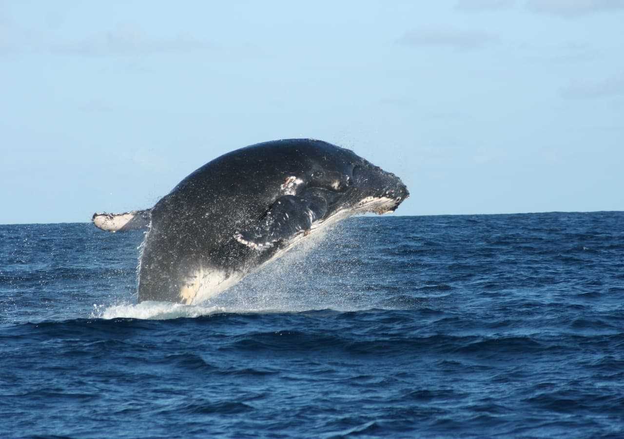 Seasonal Whale Watching at Vamizi Island