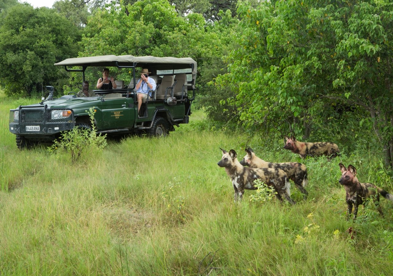 Selinda Explorer Camp Game Drive