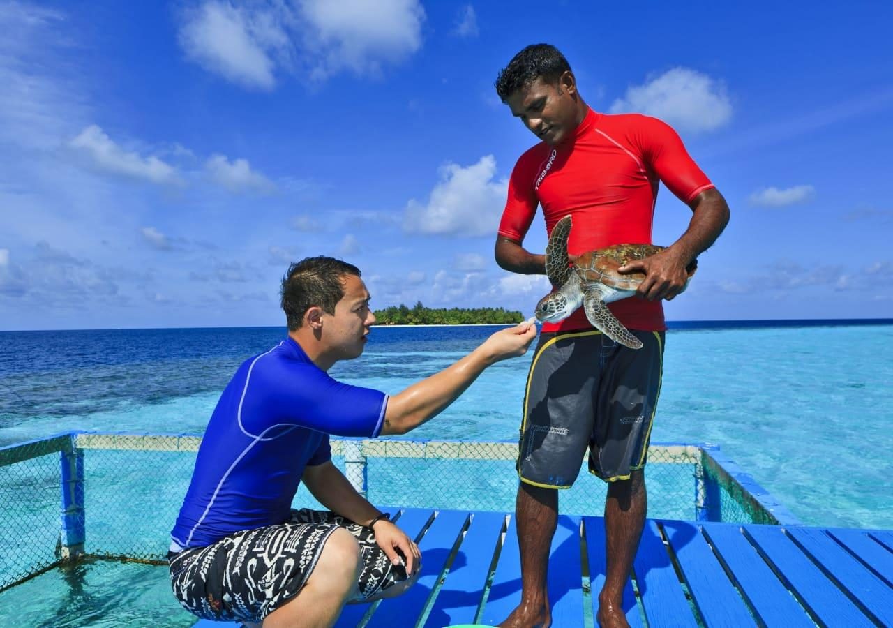 Turtle feeding conservation maldives Banyan tree vabbinfaru