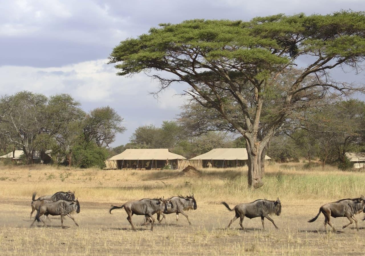 Ubuntu Migration Camp (Asilia Africa), Serengeti Tanzania - AfricanMecca  Safaris & Tours