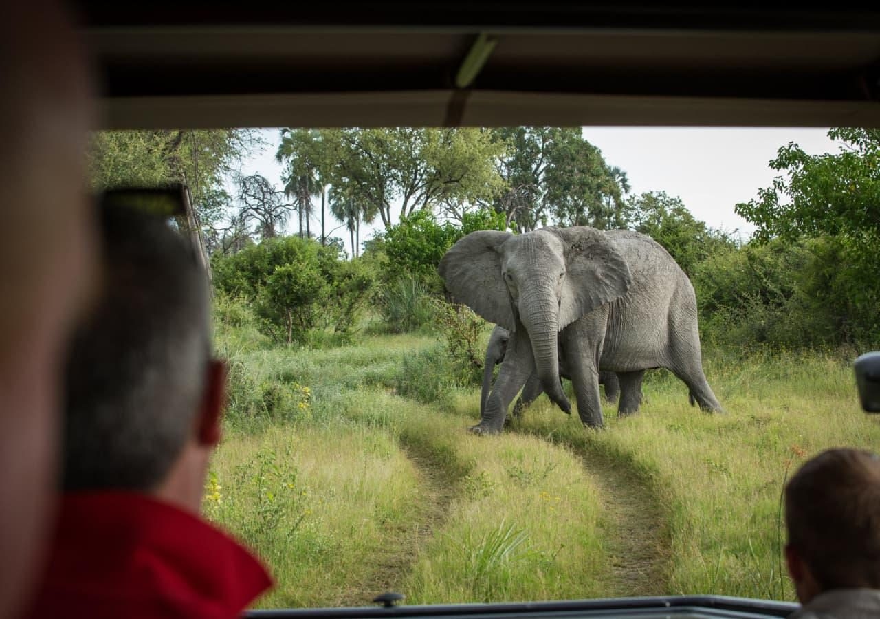 B elephant spotted on game drive