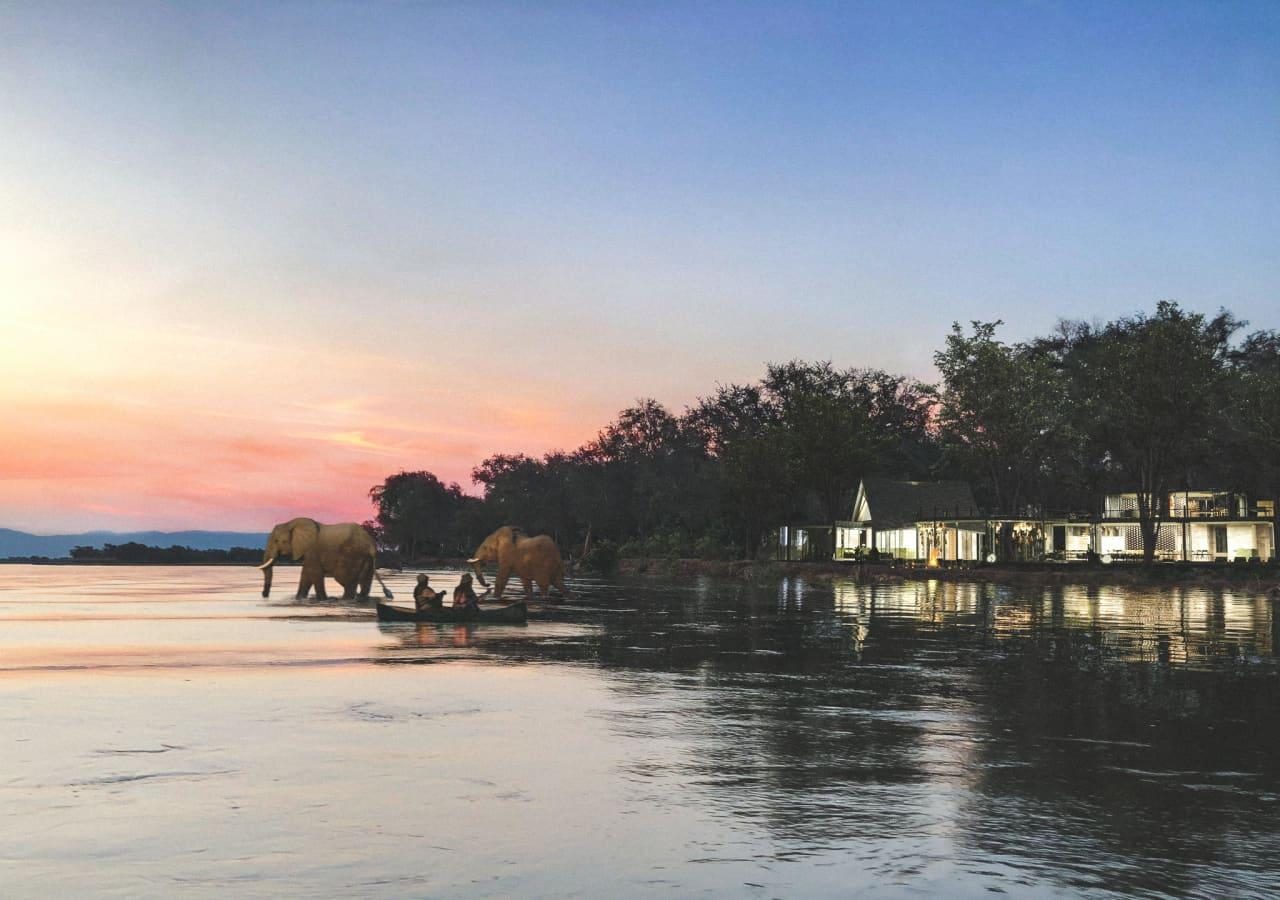 B elephants passing by at sunset