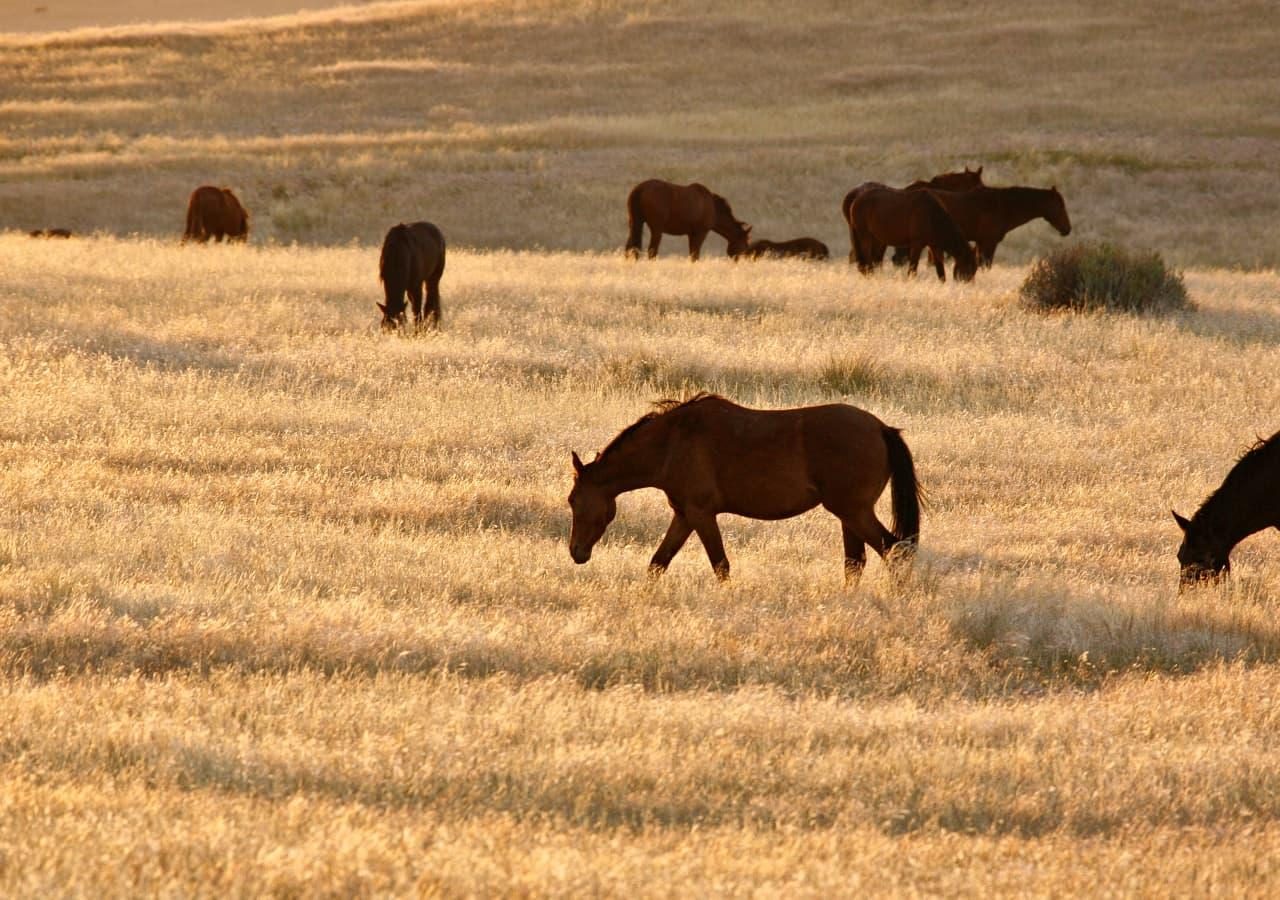 B spotting wild horses from the inn