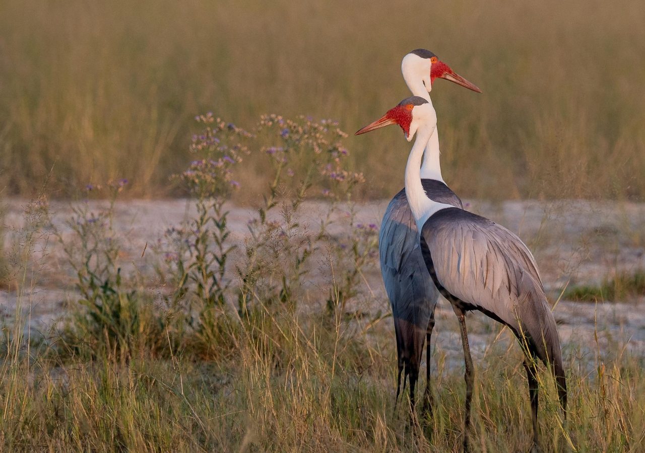 Birding vumbura plains