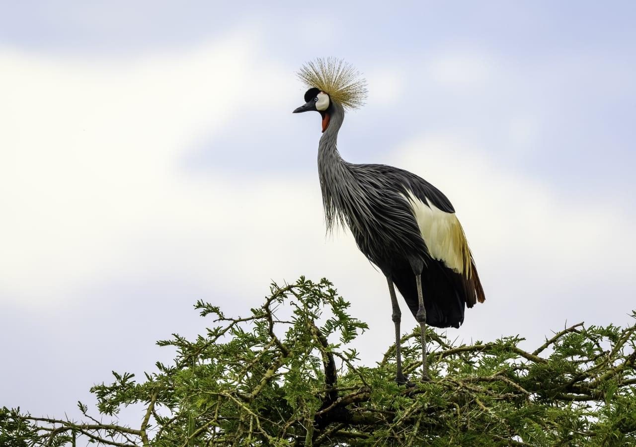 Birdwatching grey crownded crane