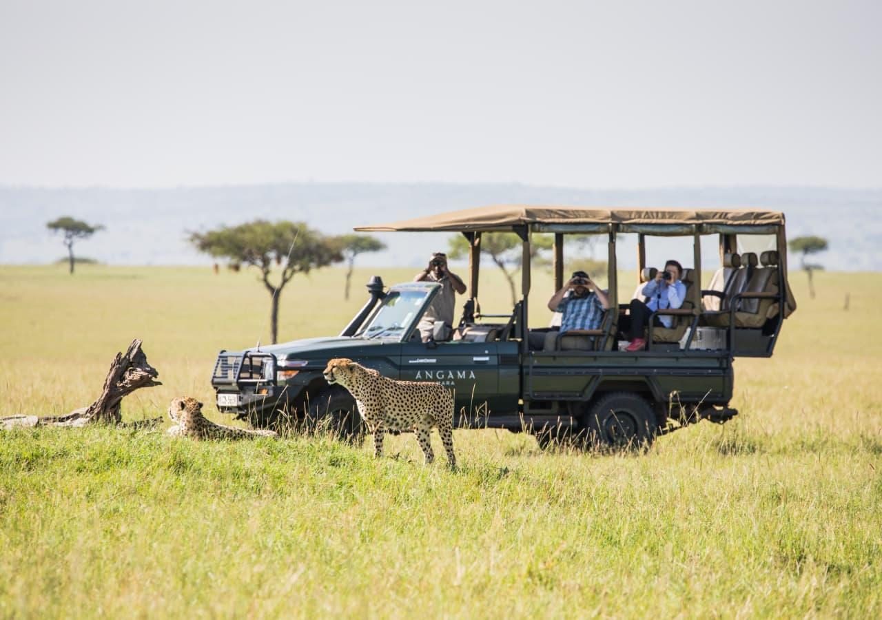 Cheetah game drive angama mara