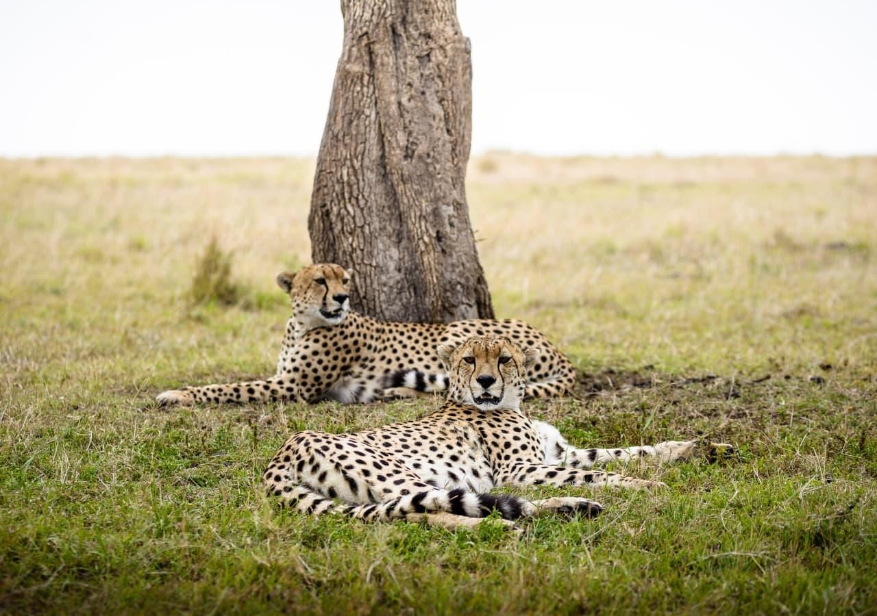 Cheetahs spotted on Sanctuary Olonana game drive