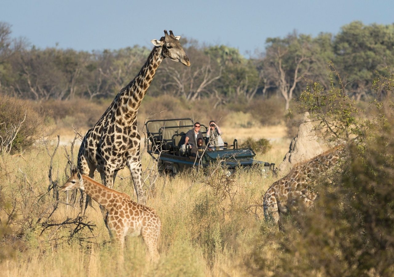 Conservation giraffe little tubu