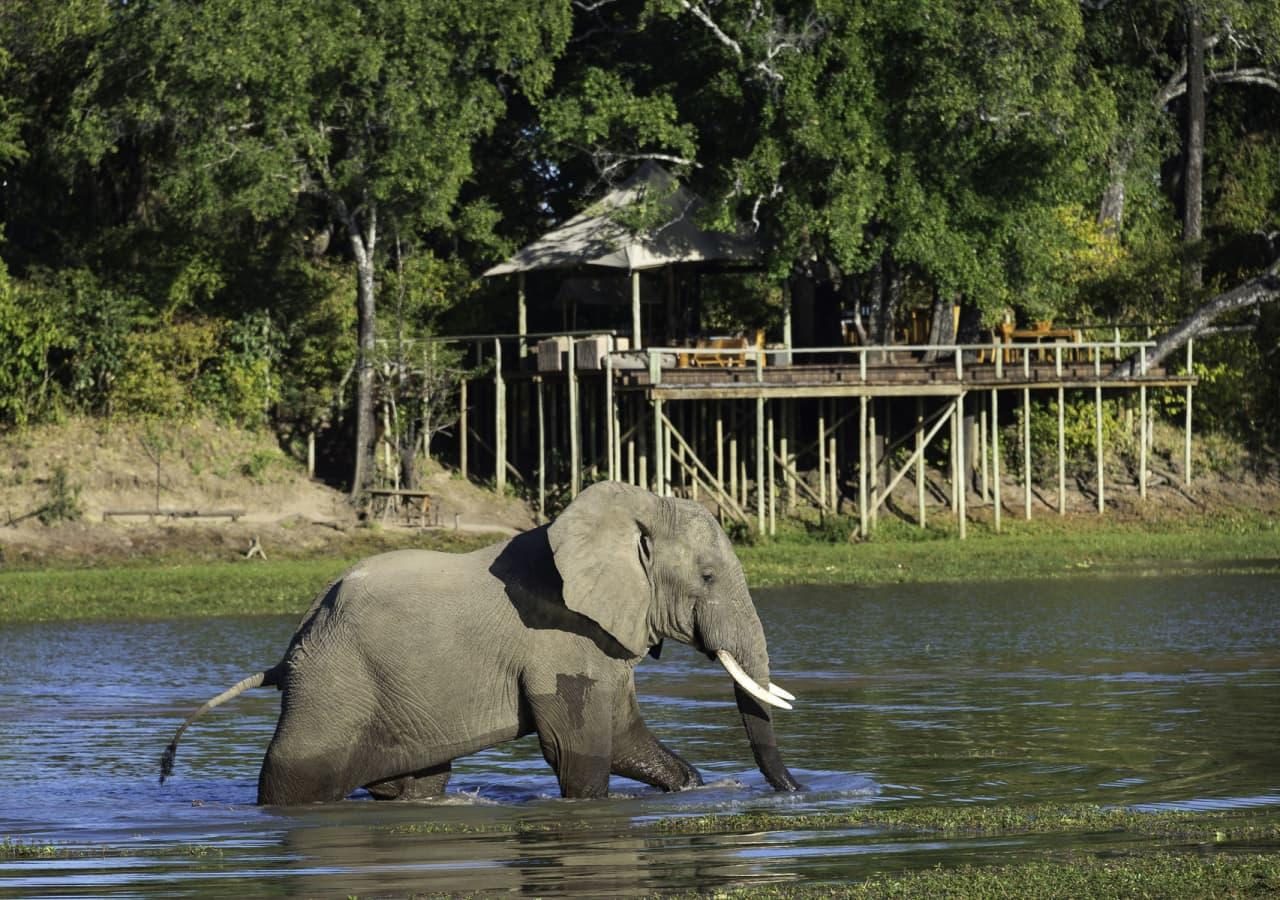 Elephant at camp chindeni bushcamp