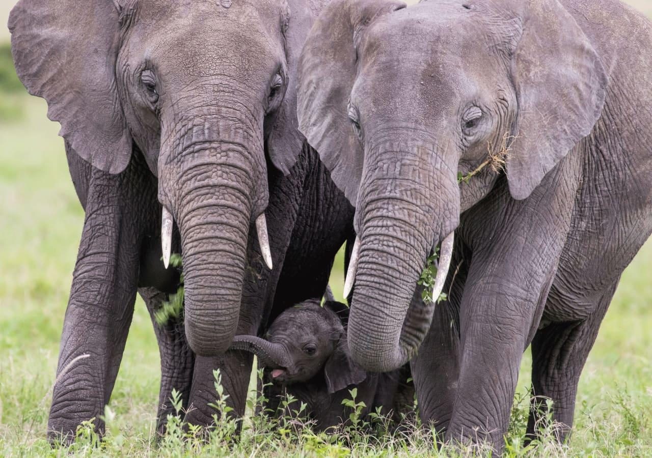 Elephants angama mara