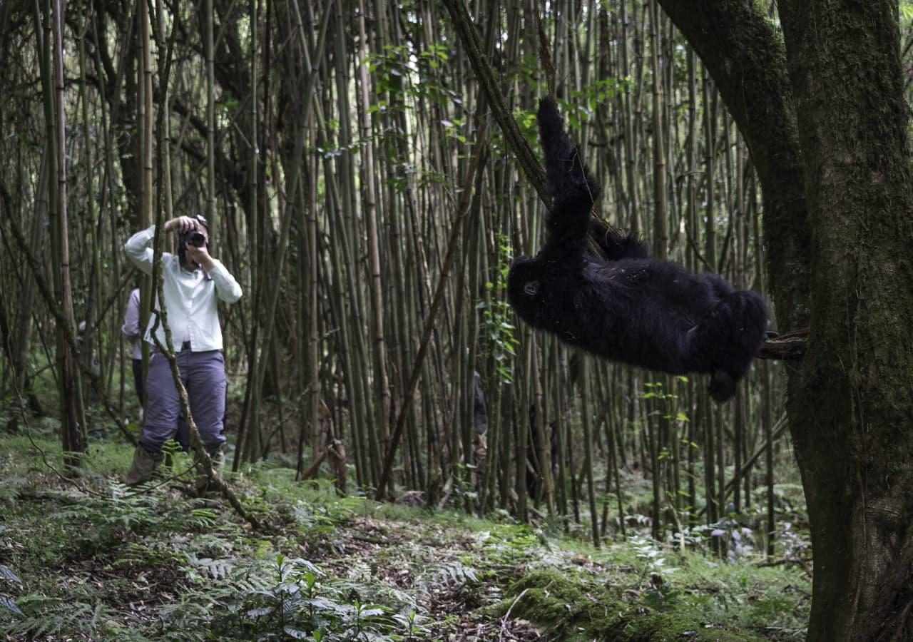 Gorilla playing Bisate Lodge photography