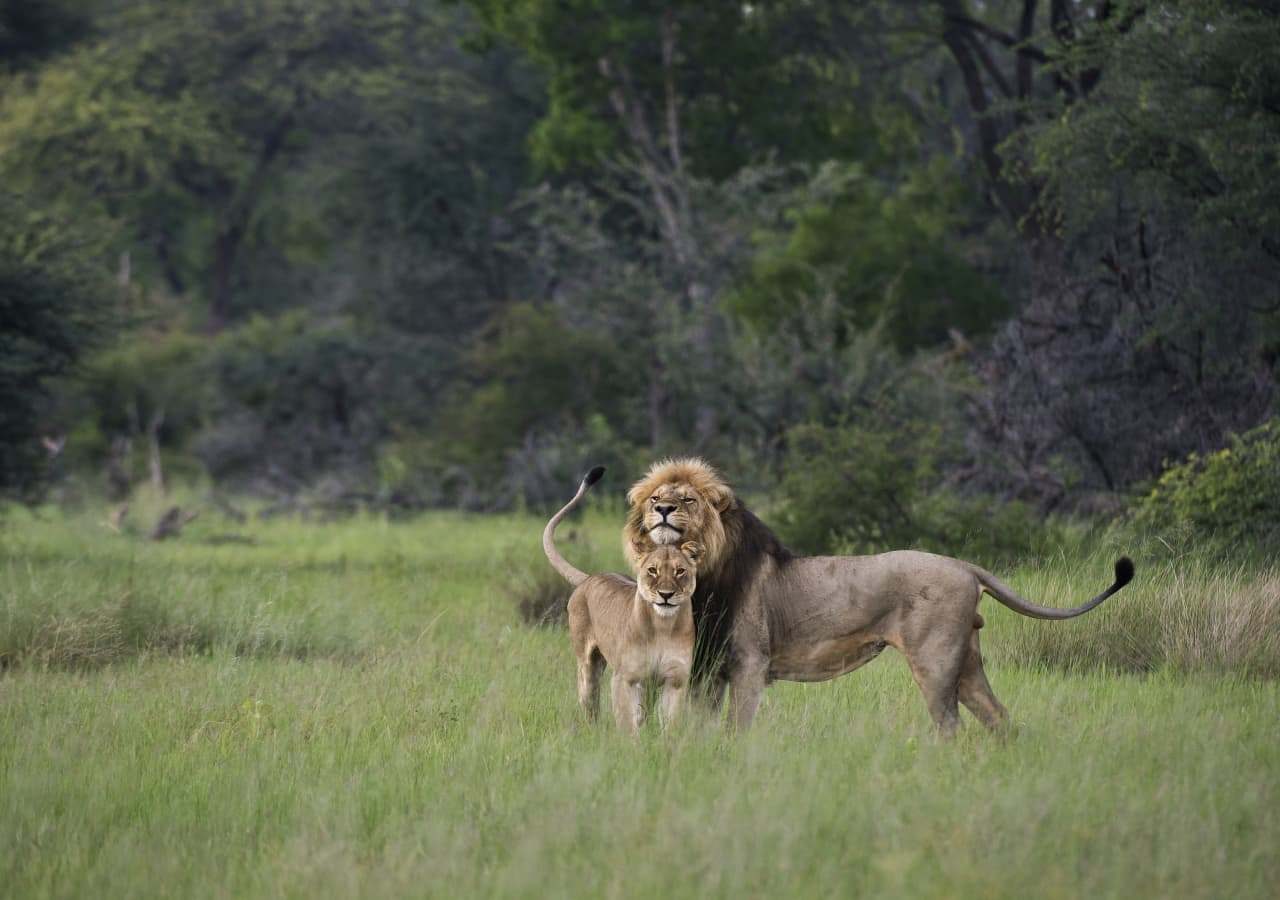 Hwange davisons lion