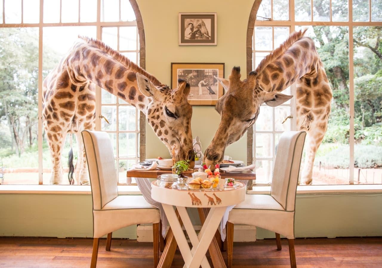 Iconic breakfast at giraffe manor