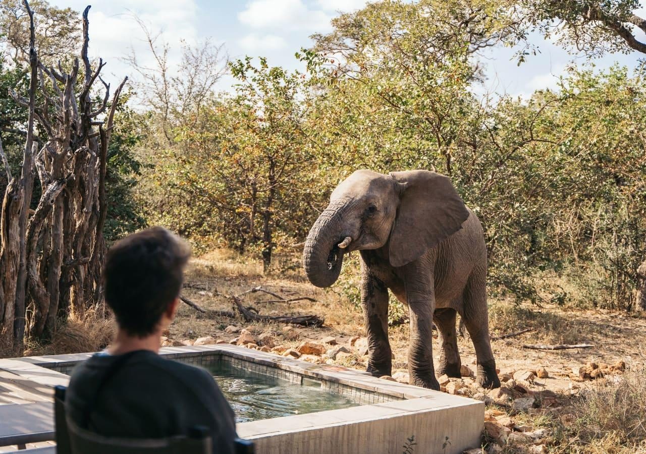 L elephant spotted outside the tented pool suite