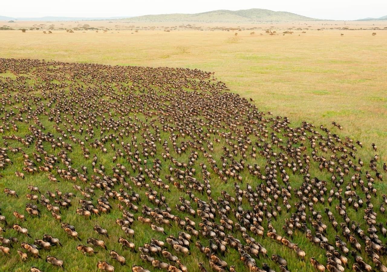 Ol seki migration maasai mara