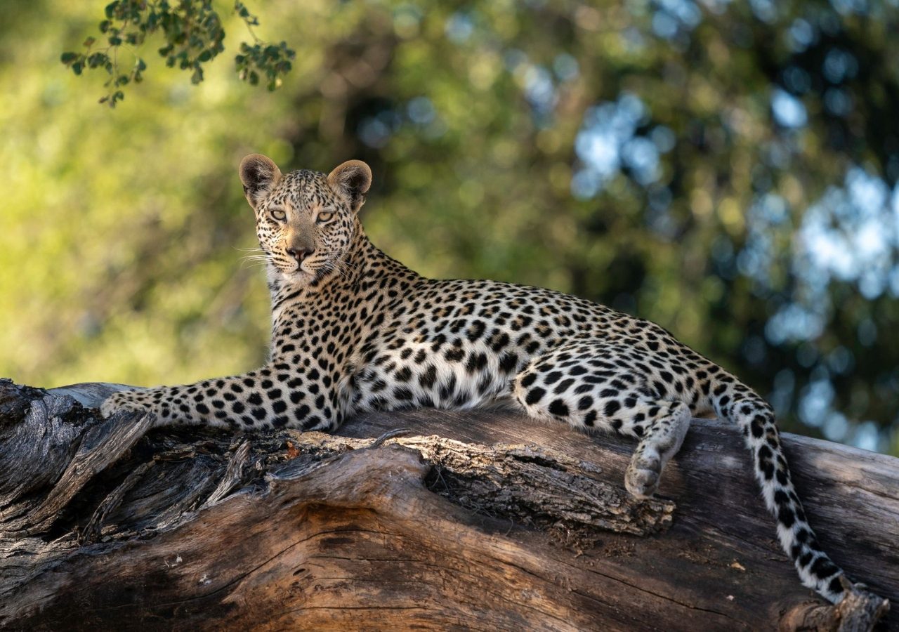 Spectacular game sightings leopard jao reserve