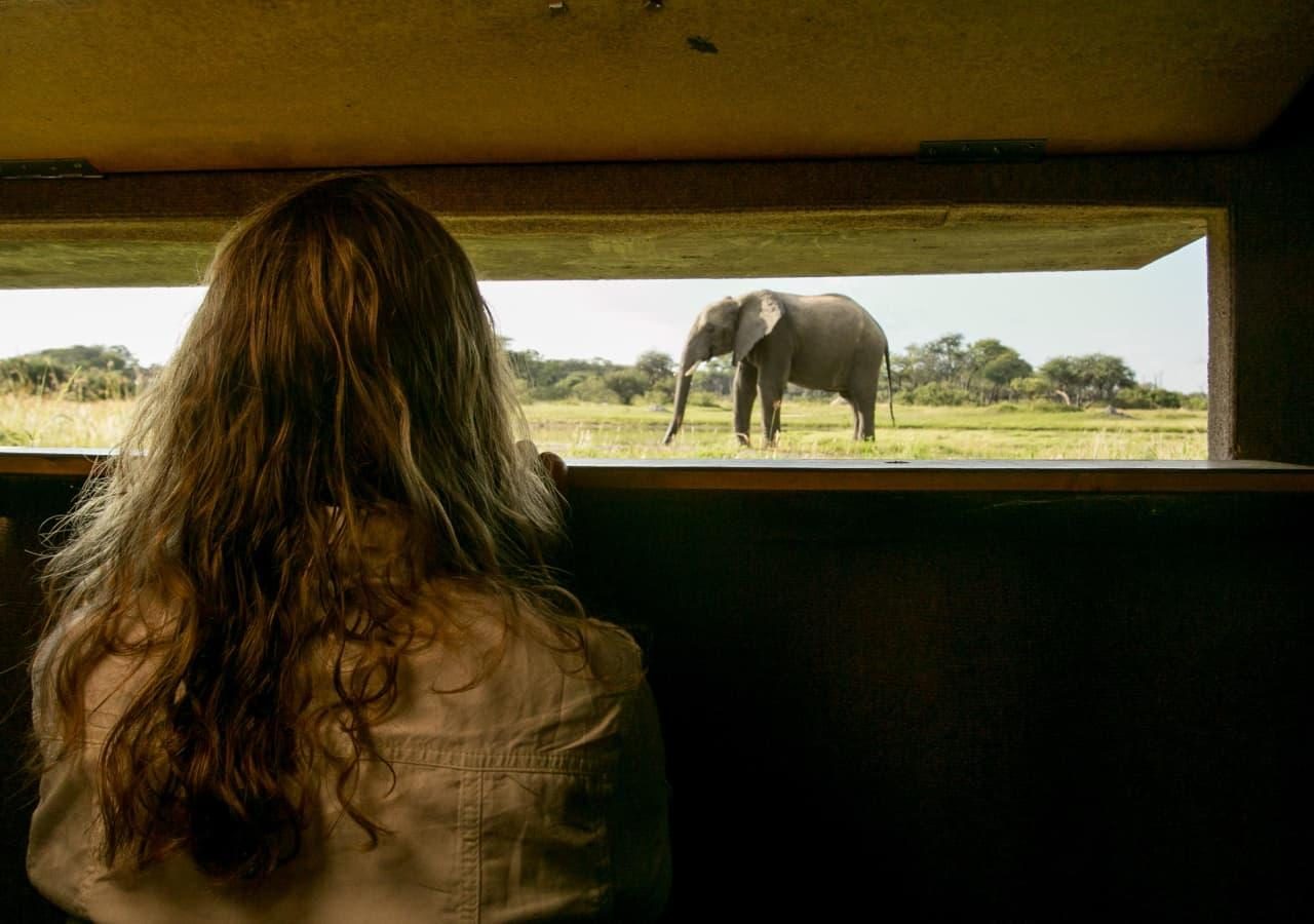 T underground hide with elephant