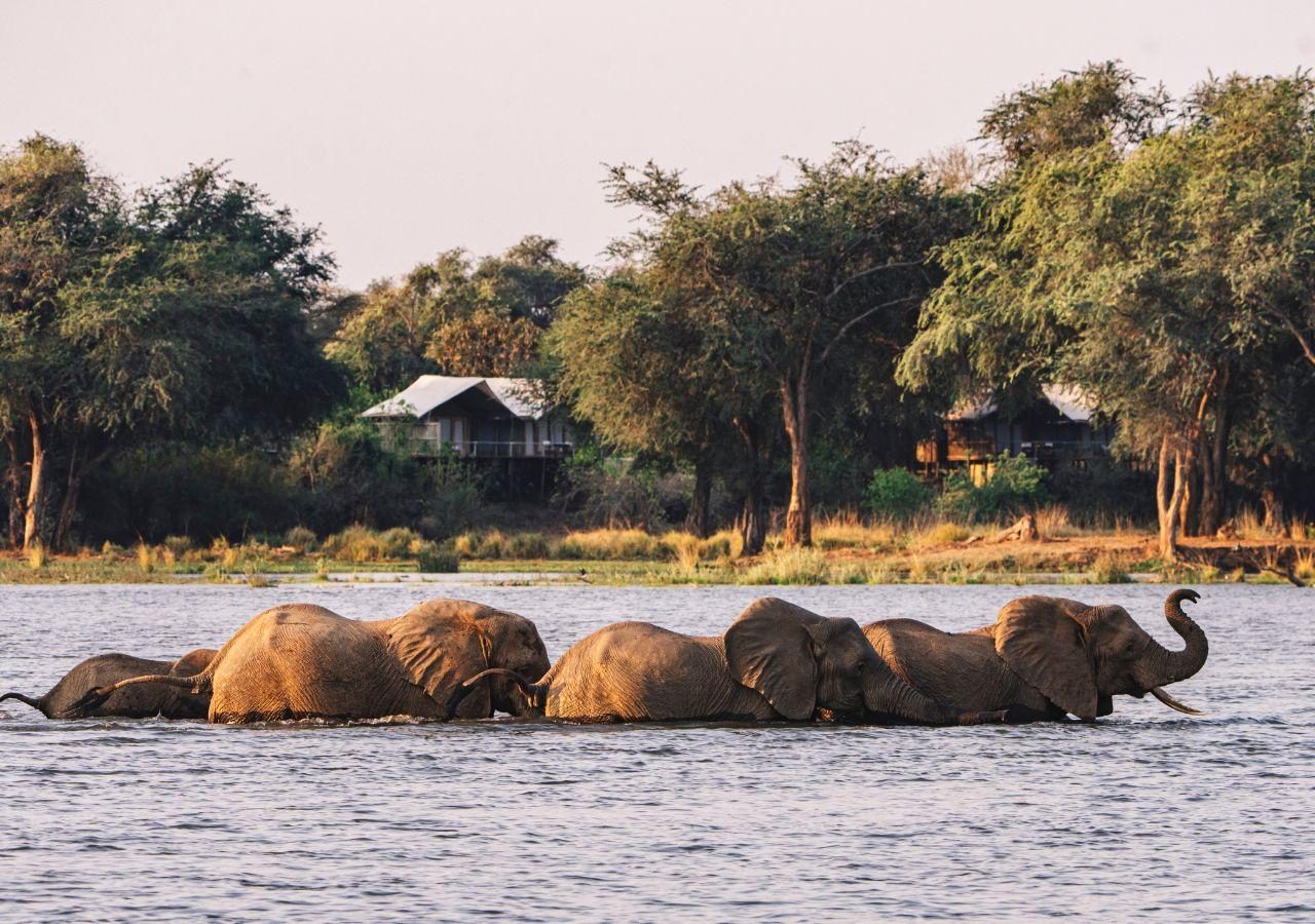 Anabezi Elephants passing in front of tents