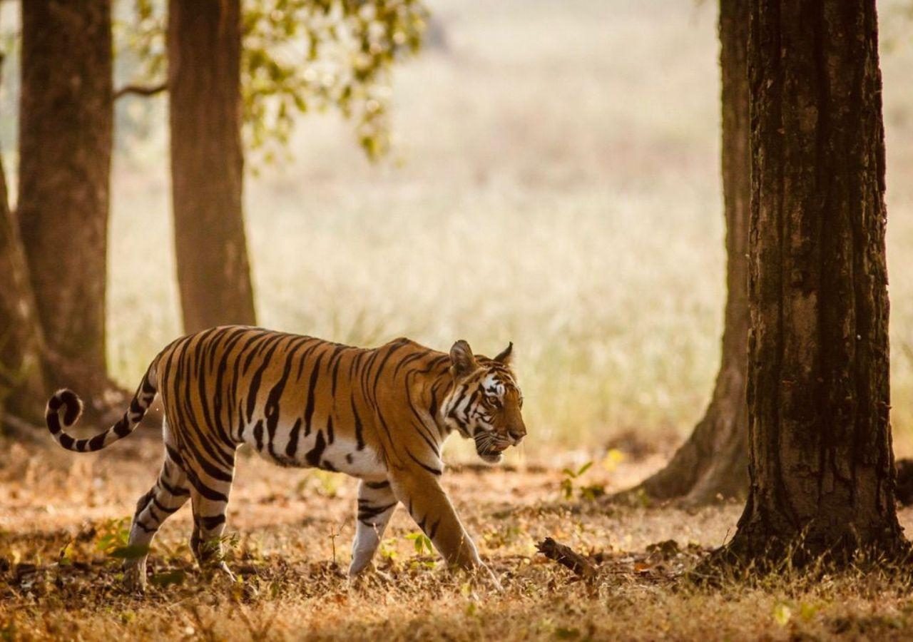 Bagh Villas Tiger Sightings