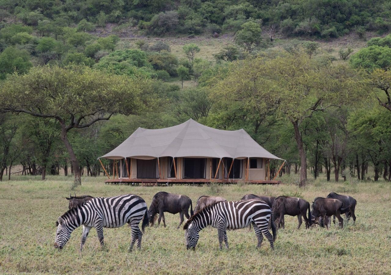 Cherero Camp Migration Animals Grazing in front of Tents