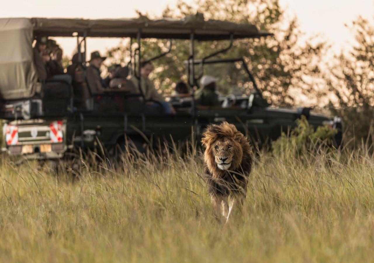 Elewana Little Elephant Pepper Camp Lion on Game Drive