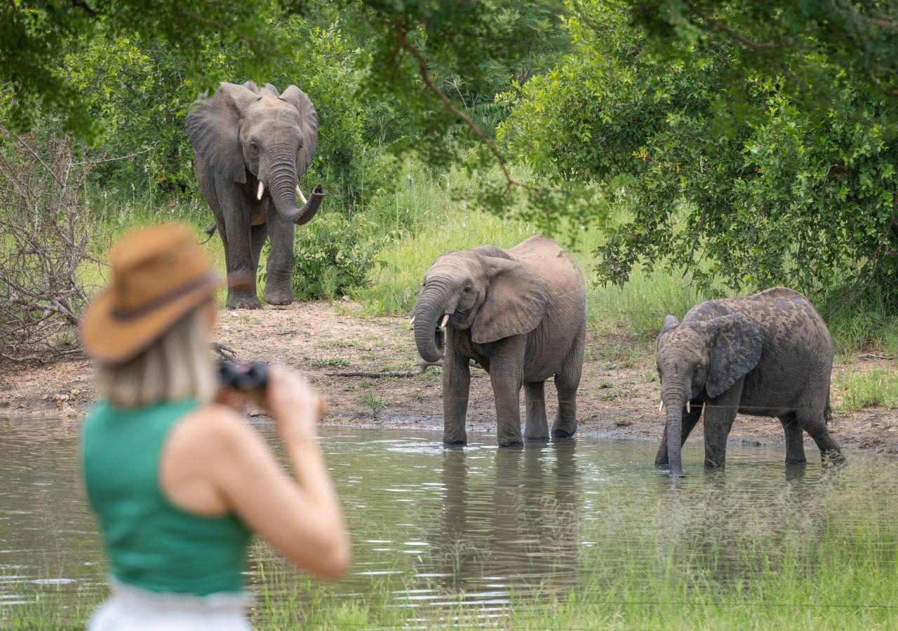 Kambaku Elephants on Bush walk