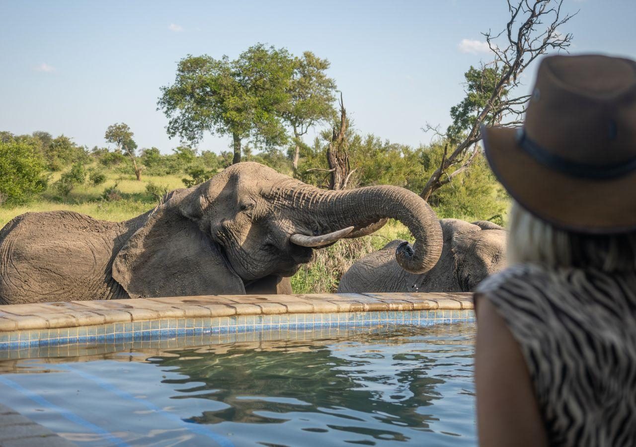 Kambaku River Sands - Elephants drinking from swimming pool