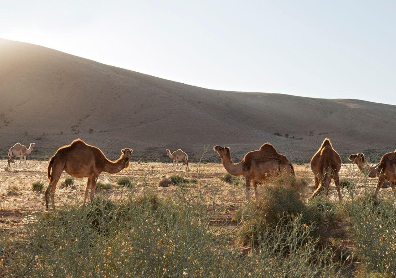 La Maison de L Oasis - Camels