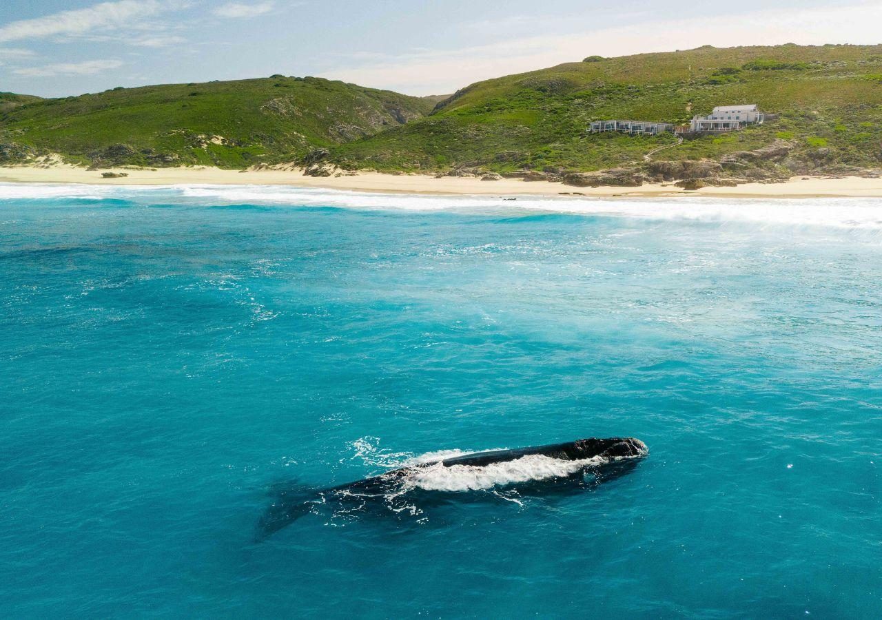 Lekkerwater Beach Lodge at De Hoop - Aerial View of Property and Whale