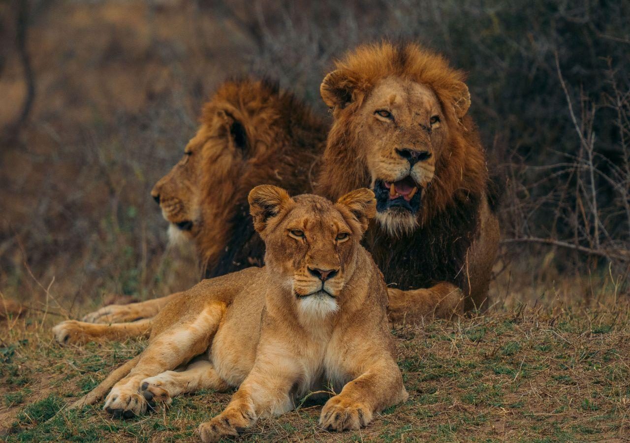 Lions at Serondella M&C