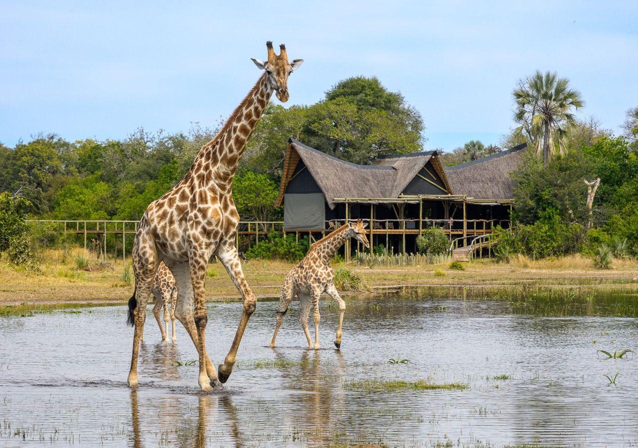 Little Tubu - Giraffes Passing By Camp