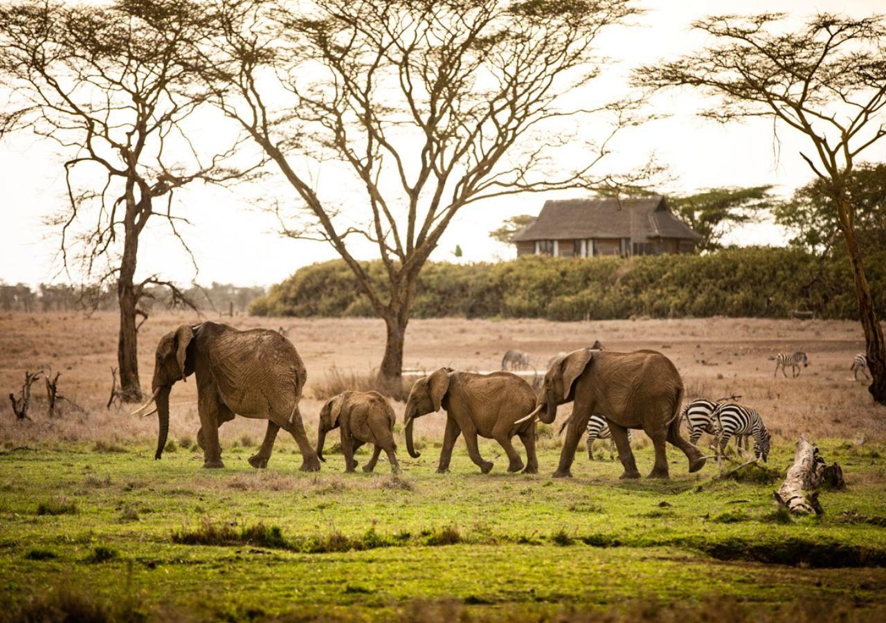 Segera Retreat Elephants in front of lodge