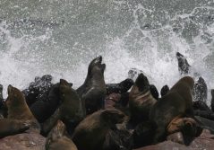 Cape Cross Seal Colony