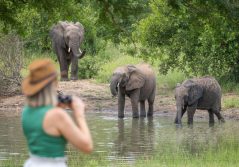 Kambaku Elephants on Bush walk