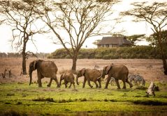 Segera Retreat Elephants in front of lodge